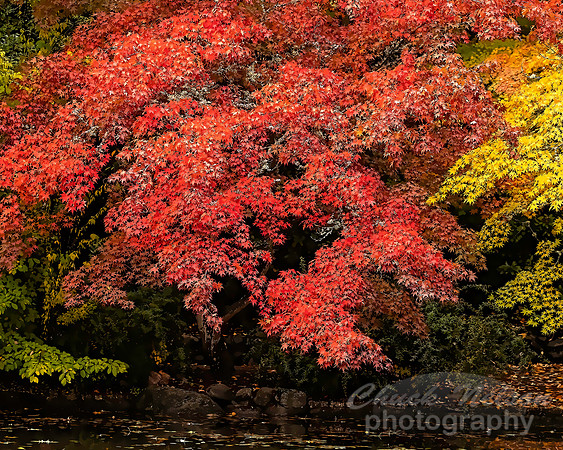 #726C - RED LEAVES OF AUTUMN - PAINTERLY (1:1.25)
