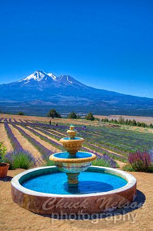 #544B - MT SHASTA LAVENDER FARM HDR TD-S (1:1.5)