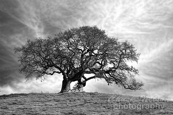 #735A - LONE TREE TDBW (1:1.5)