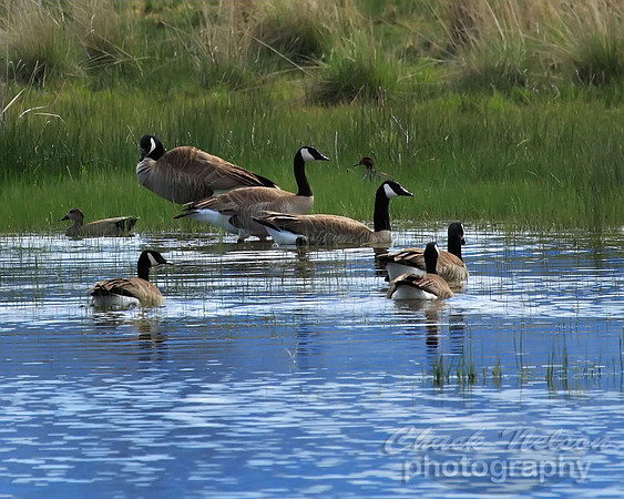 #56 - CANADA GEESE (1:1.25)