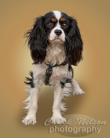 #469A - DOG ON GRADIENT #1 (1:1.25)