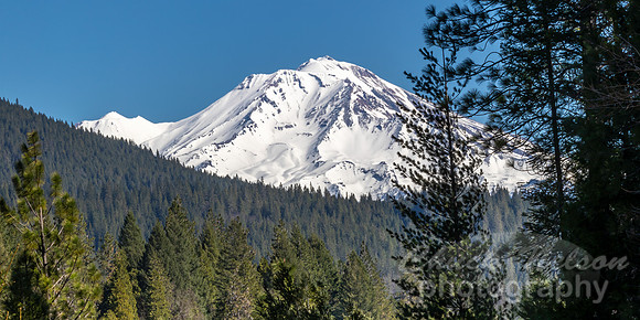#741 - MT SHASTA (1:2)