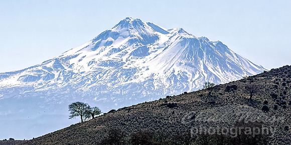 #743B - MT SHASTA (1:2)