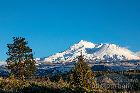 #748 - MT SHASTA (1:1.5)