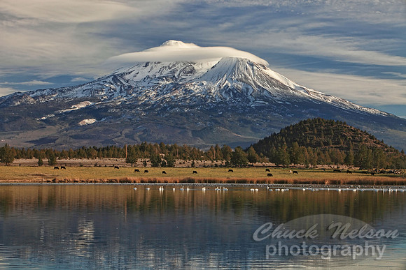 #322 - MOUNT SHASTA WITH SWANS ON THE LAKE #8 TA (1:1.5).jpg