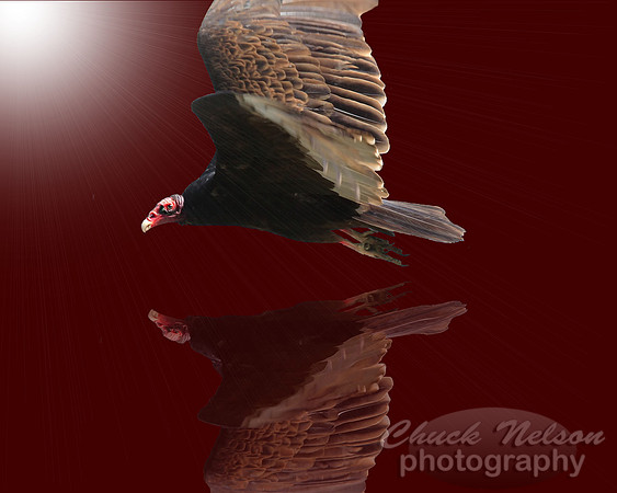 #8A -BIRD OF THE APOCALYPSE (reflected on maroon with sunburst 1:1.25)