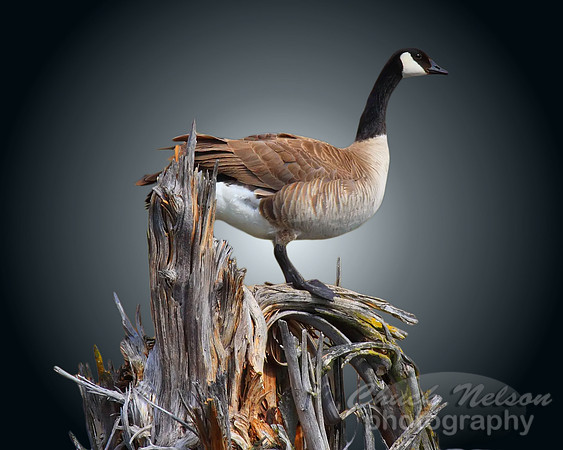 #102 - GOOSE ON SNAG #2 (1:1.25)
