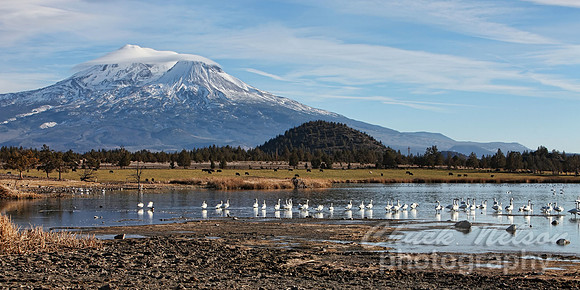#319 - MOUNT SHASTA WITH SWANS ON THE LAKE #1 TA (1:2).jpg