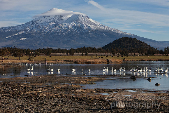 #320B - MOUNT SHASTA WITH SWANS ON THE LAKE #3 (1:1.5).jpg