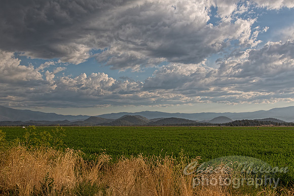 #539 - A SISKIYOU SUMMER DAY TD (1:1.5)