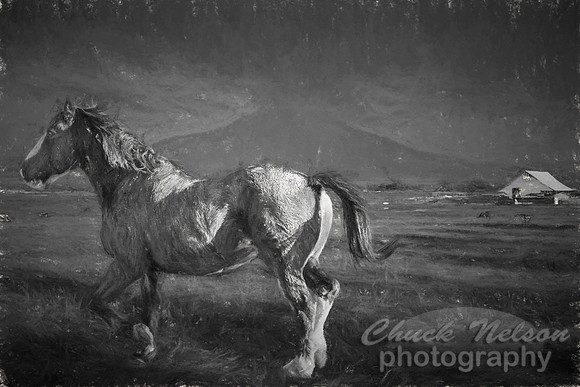 #559C - HORSE IN PASTURE -  CHARCOAL DRAWING TDI (1:1.5)