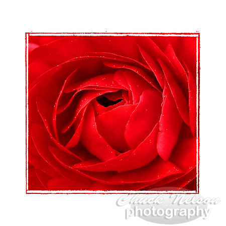 #31 - RED HEART OF ROSE (with photo edge 1:1)