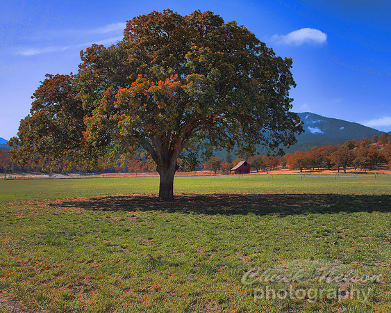 #302 - SCOTT VALLEY OAK #11 HDR TA (1:1.25).jpg