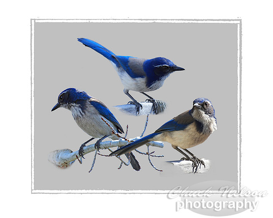 #4 - THREE JAYS (on gray with photo edge 1:1.25)