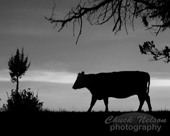 #170B - LONE COW AT SUNSET -BLK-WHI (1:1.25)