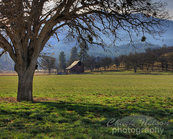 #181B - SCOTT VALLEY OAK #6 - HDR (1:1.25)
