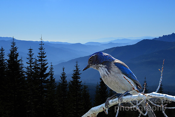 #91A - BLUE MIST WITH JAY (1:1.5)