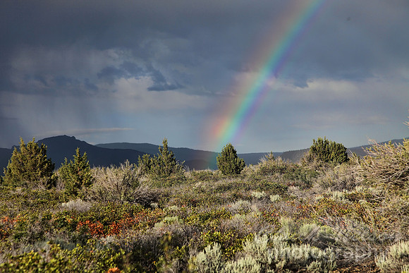 #261 - RAINBOW #2 TA (1:1.5)