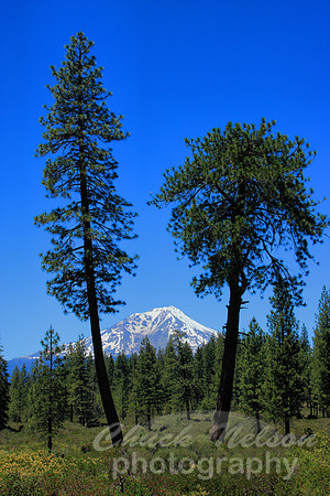 #228 - MT SHASTA NEAR McCLOUD #1 (1:1.5)