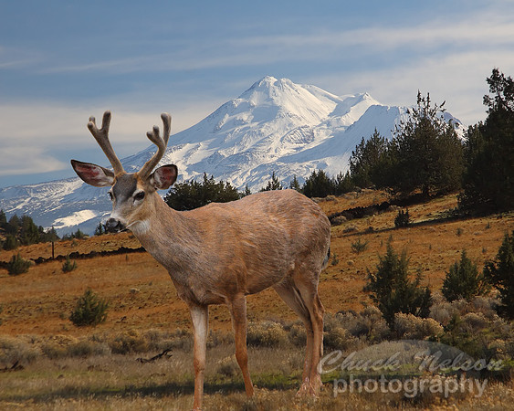 #163 - DEER AND MT SHASTA (1:1.25)