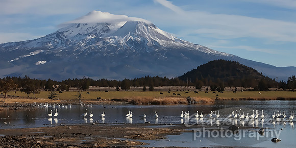#320D - MOUNT SHASTA WITH SWANS ON THE LAKE #5 TA TS TC (1:2).jpg