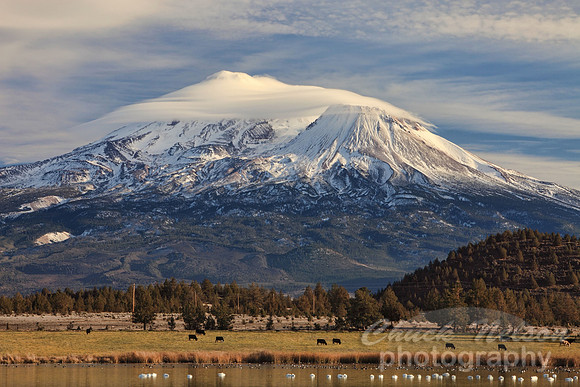 #323 - MOUNT SHASTA WITH SWANS ON THE LAKE #9 TA (1:1.5).jpg