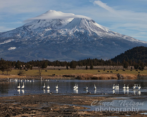 #320A - MOUNT SHASTA WITH SWANS ON THE LAKE #2 (1:1.25).jpg