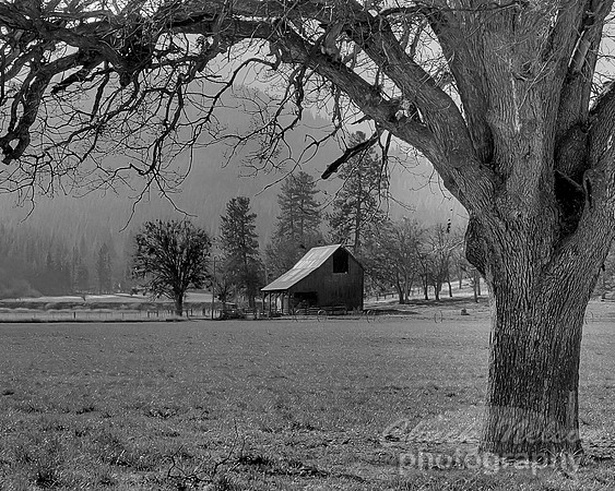 #182D - SCOTT VALLEY OAK #10 - HDR BLK-WHI (1:1.25)