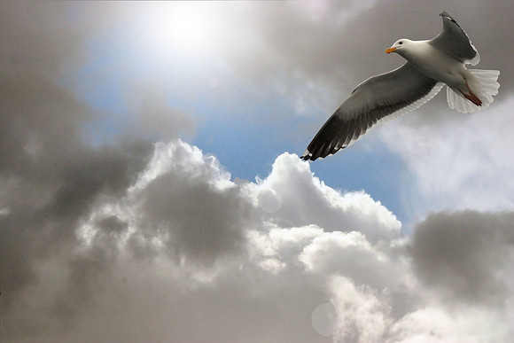 Gull and Clouds