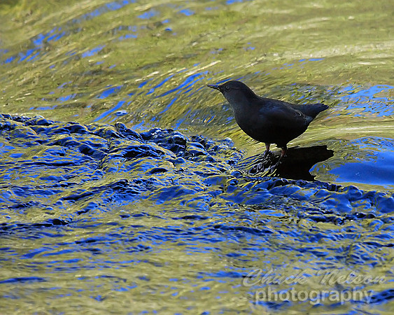 #165 - AMERICAN DIPPER #2 (1:1.25)
