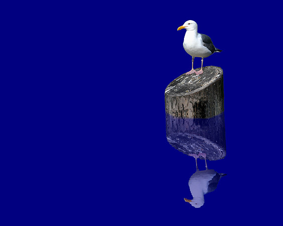 SEAGULL REFLECTED