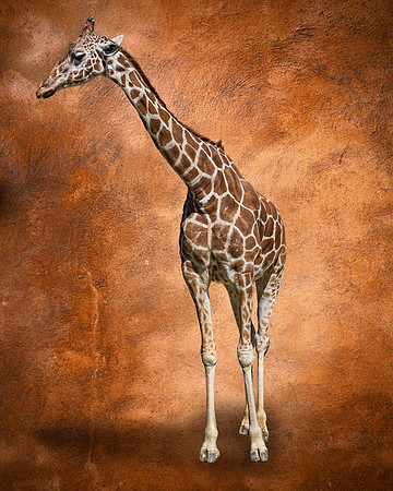 #593 - GIRAFFE TDA (8X10)