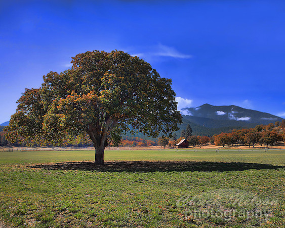 #303A - SCOTT VALLEY OAK #12 HDR TA (1:1.25).jpg