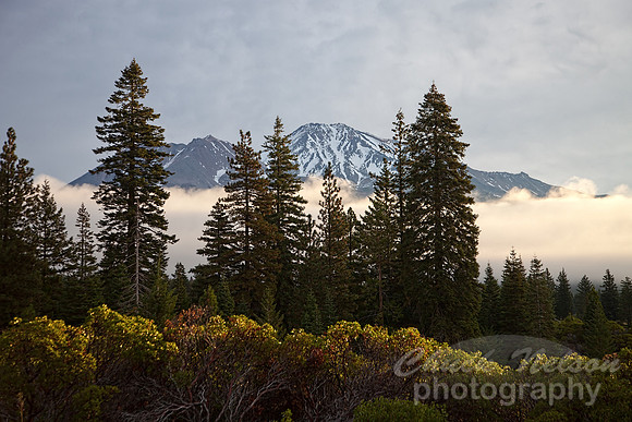 #473A - MOUNT SHASTA TD (1:1.5)