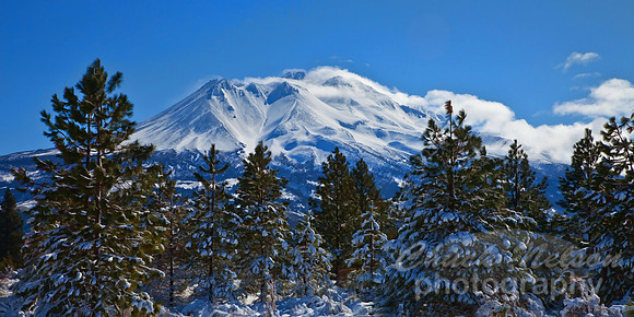 #337 - MOUNT SHASTA AFTER A SPRING SNOW TC (1:2)