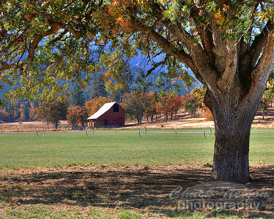 304B - SCOTT VALLEY OAK #13 HDR (1:1.25).jpg