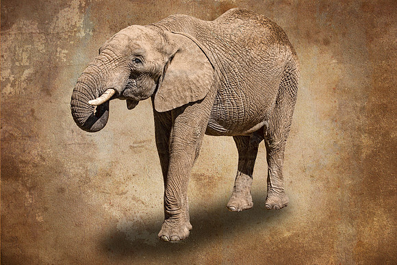 #595 - ELEPHANT TDA (1:1.5)