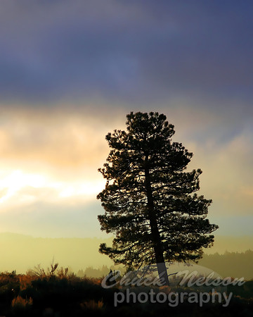 #429 - LEANING TREE AT DAWN TS-C (1:1.25)