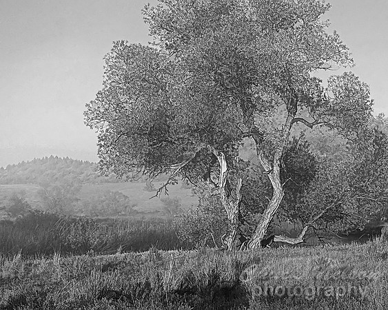 #427C - TREE IN THE MIST TS-D (1:1.25)