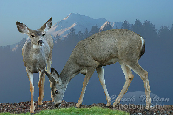 #71 - TWO DEER AND MT SHASTA #1 (1:1.5)