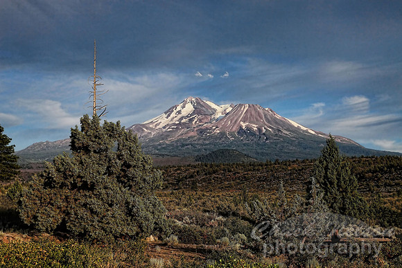 #273 - MOUNT SHASTA IN EVENING LIGHT TA (1:1.5)