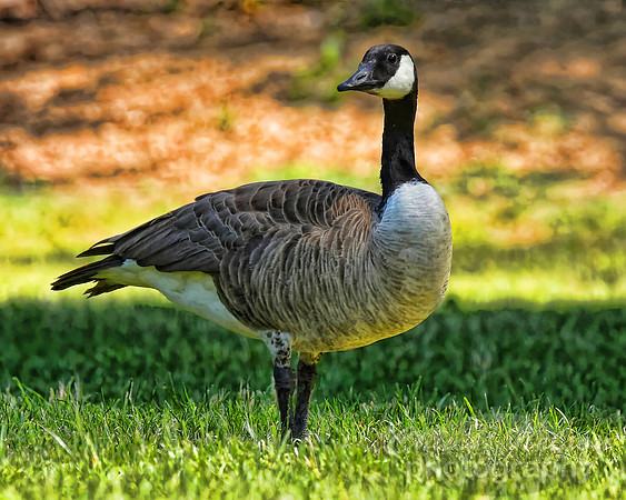 #201 - CANADA GOOSE ON GRASS-T (1:1.25)