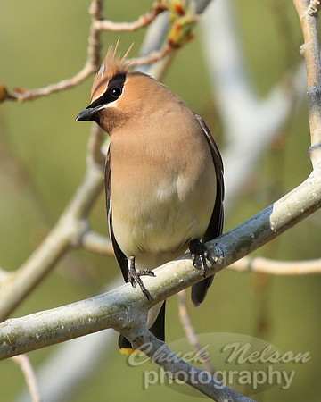#141 - CEDAR WAXWING #3 (1:1.25)