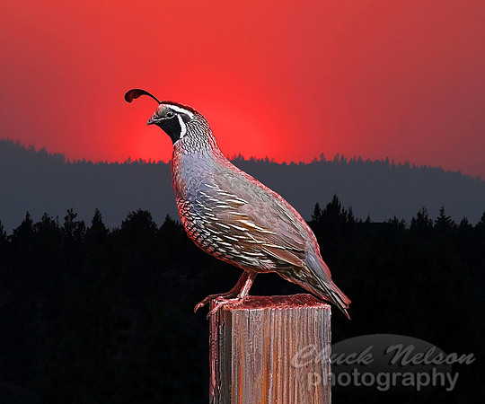 #39C - SENTINEL AT SUNSET (1:1.25 gallery wrap)