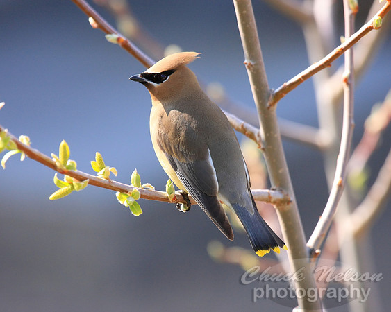 #140 - CEDAR WAXWING #2 (1:1.25)