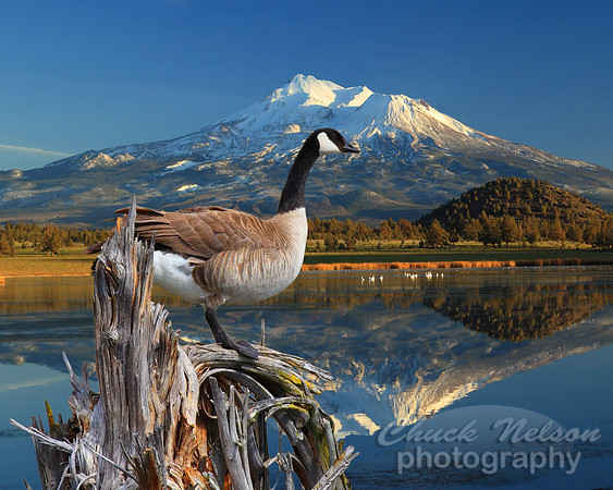 #104A - CANADA GOOSE ON THE LAKE (1:1.25)