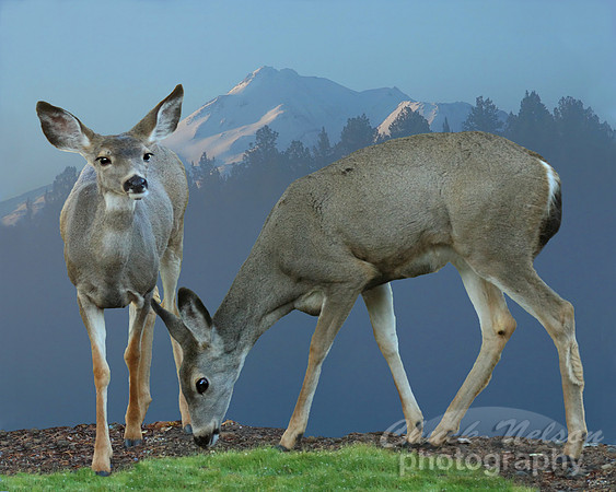 #71A - TWO DEER AND MT SHASTA  #1 (1:1.25)