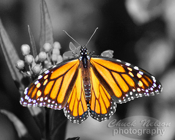 #115 - MONARCH BUTTERFLY #2 (8x10)
