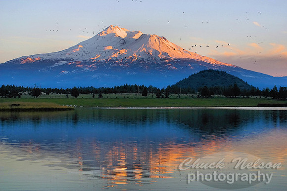#40 - MT SHASTA WITH WATERFOWL (1:1.5)