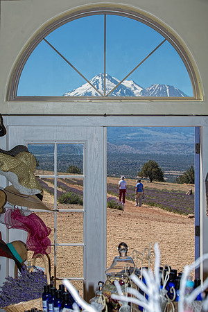 1E3A3629 MT SHASTA LAVENDER FARMS